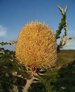 Banksia speciosa