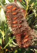 Молодое растение Banksia paludosa