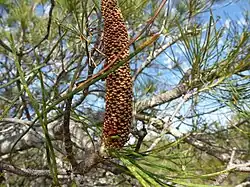 Banksia tricuspis