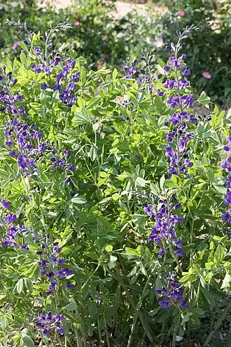 Баптизия южная