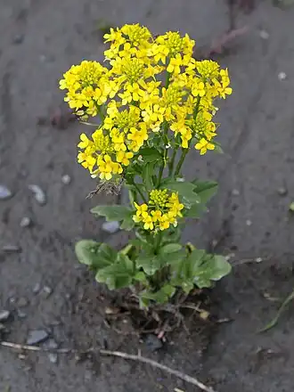 Сурепка обыкновенная