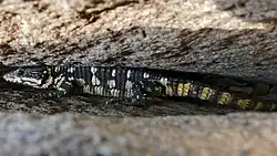 Smaug barbertonensis