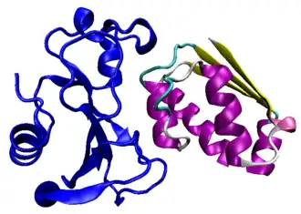 Комплекс, состоящий из барназы (слева) и её ингибитора барстара (справа). Барстар раскрашен в соответствии со своей вторичной структурой.