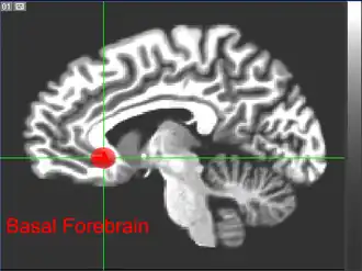 Базальный передний мозг