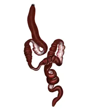 Baseodiscus punnetti