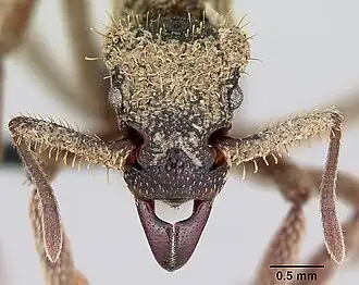 Голова муравья Basiceros manni