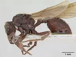 Basiceros scambognathus