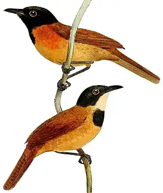 Вверху самец, внизу самка