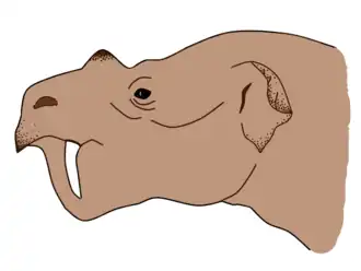 Реконструкция головы