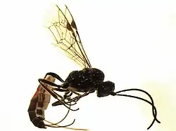 Bathythrix longiceps