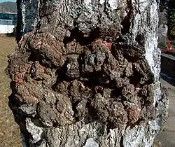 Закрытый рак на берёзе