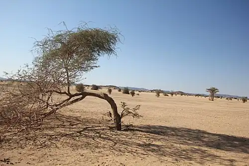 Пустыня Байуда с растущими деревьями акаций