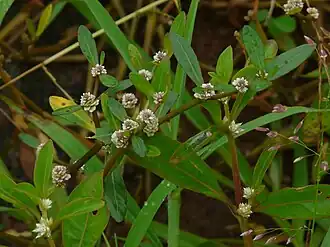 Альтернантера сидячая