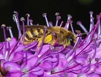 Halictus scabiosae