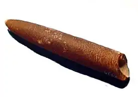 Окаменелый ростр Belemnitella mucronatta