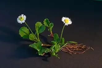 Общий вид маргаритки многолетней с соцветиями и корнями