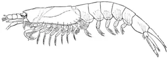 Bentheuphausia amblyops