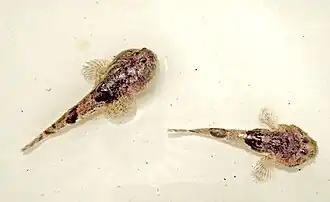 Зернистая пуголовка (Benthophilus granulosus)