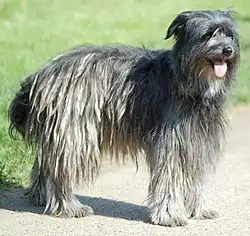 Пиренейская овчарка