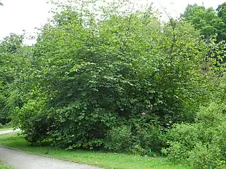 Габитус растения в горном парке Вильгельмсхёэ, Кассель