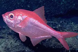 Низкотелый берикс (Beryx splendens)