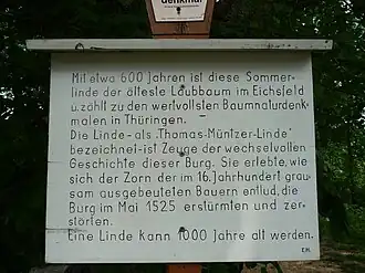 Табличка с упоминанием Томаса Мюнцера около липы