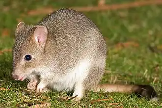 Короткомордый кенгуру (Bettongia gaimardi)