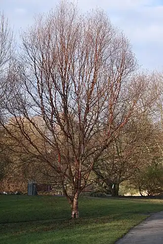 Общий вид взрослого растения без листьев