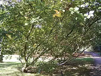 Общий вид растения