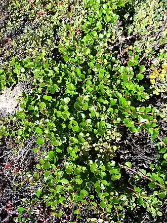 Карликовая берёза.