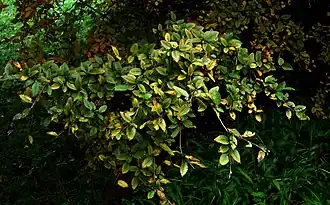 Нет доступного изображения