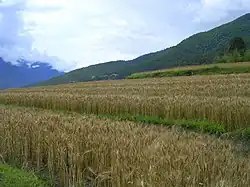 Террасное земледелие в долине Пунакха, дзонгхаг Пунакха, Бутан