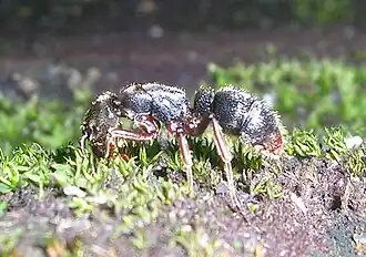 Pseudoneoponera rufipes