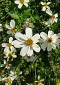 Bidens alba (Череда белая)