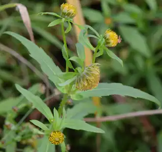 Форма без язычковых цветков
