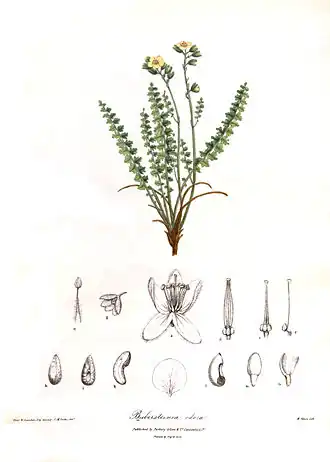 Biebersteinia odora ботаническая иллюстрация из второго тома книги Illustrations of the botany and other branches of the natural history of the Himalayan Mountains