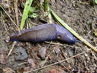 Limacidae, (Bielzia coerulans)