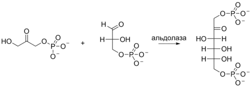 Альдольная реакция в глюконеогенезе