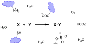 Биоортогональные реакции25 февраля 2013