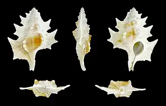 Раковина Gyrineum perca в разных ракурсах