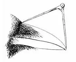 Измерение длины клюва