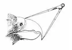 Измерение длины клюва у хищных птиц