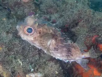 Птичий циклихт