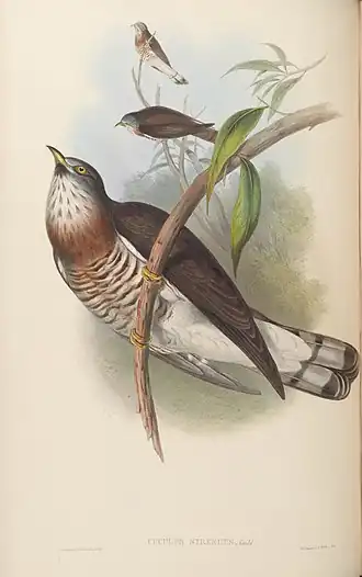 По Гульду и Шарпу "Птицы Азии", 1850-1883.