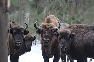 Зубрызаказник "Клязьминско-Лухский"