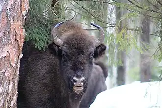 Самка зубразаказник "Клязьминско-Лухский"