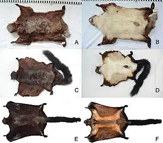 A, B — Biswamoyopterus biswasi C, D — Biswamoyopterus gaoligongensis  E, F — Biswamoyopterus laoensis.