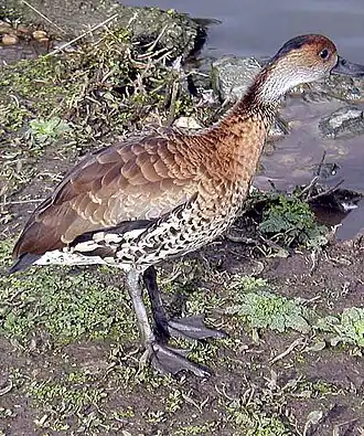 Кубинская свистящая утка