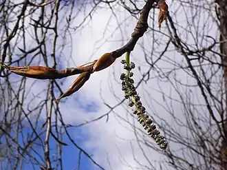 Мужская серёжка и почки