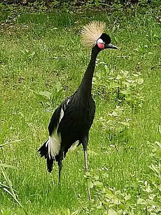 Венценосный журавль в Берлинском зоопарке